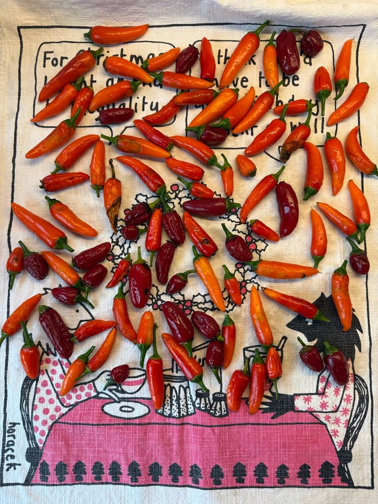 A teatowel laid flat on a benchtop with maybe 60 chillies loosely spread over it, drying. 