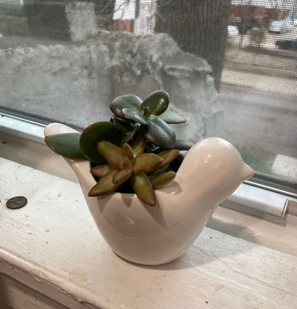 A small ceramic bird-shaped pot filled with succulents sits on a windowsill on a rainy morning, overlooking an old stone wall and Philadelphia side streets.  
There’s a penny on the windowsill for good luck. 