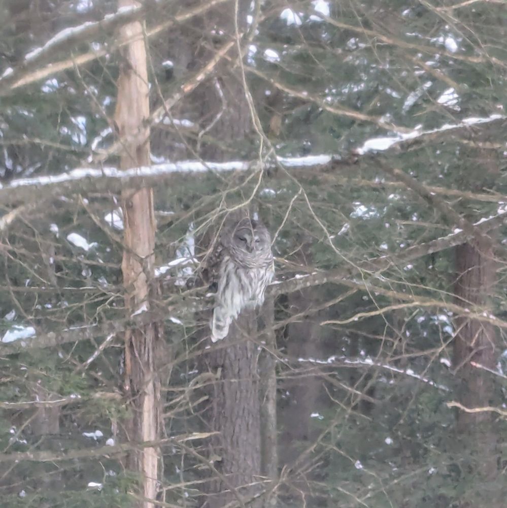 A barred owl sleeping on a tree branch. She is far away and blends well with the snow covered trees around her.