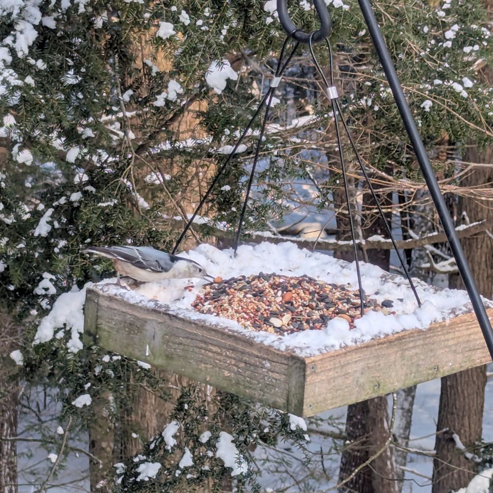 A white-breasted nuthatch perched on the edge of a hanging platform feeder and reaches his open beak towards a nut on a pile of seeds and nuts in the middle of the feeder. The edges of the feeder and the trees in the background have snow on them.