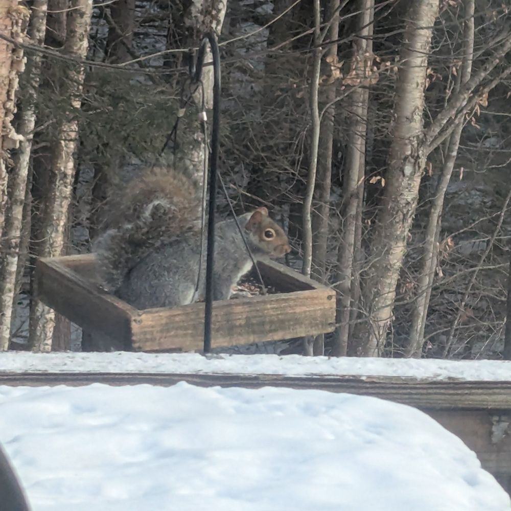 A grey squirrel sitting on a hanging platform feeder with an expression of annoyance at being disturbed for a picture. There is a thin layer of snow on the deck rail and the table in the foreground, and bare trees in the background.