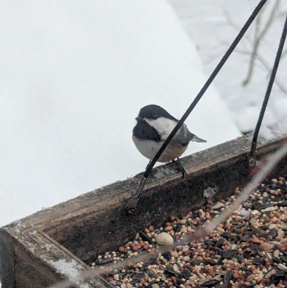 Black capped chickadee sitting on the edge of a hanging platform feeder filled with seed. The background is completely white due to snow covering the roof below the feeder.