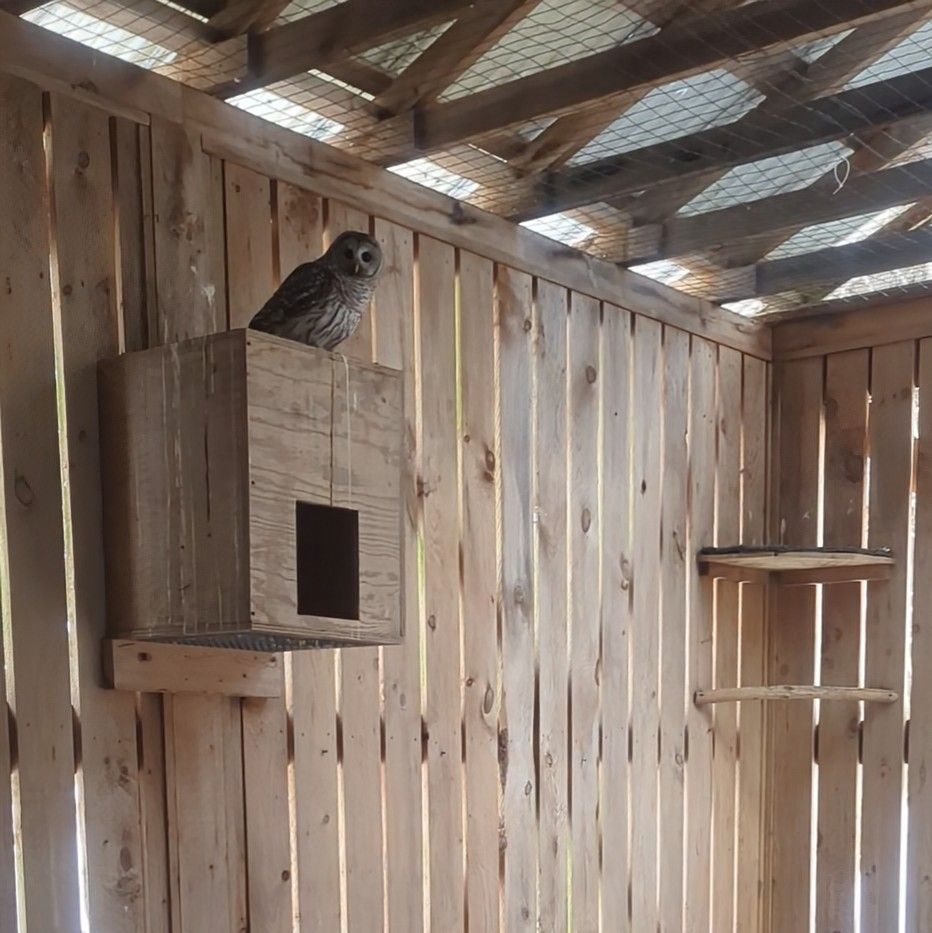 A barred owl sitting on top of a wooden owl box in a space loosely paneled with wood planks and a wire fence ceiling under the rafters.