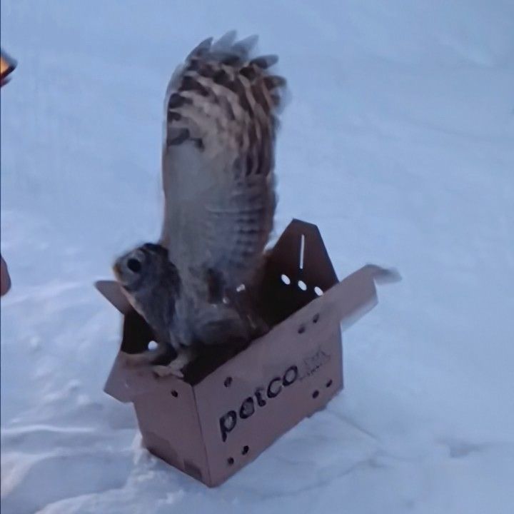 A barred owl perched momentarily on the edge of a cardboard box with wings lifted, ready to fly off.
