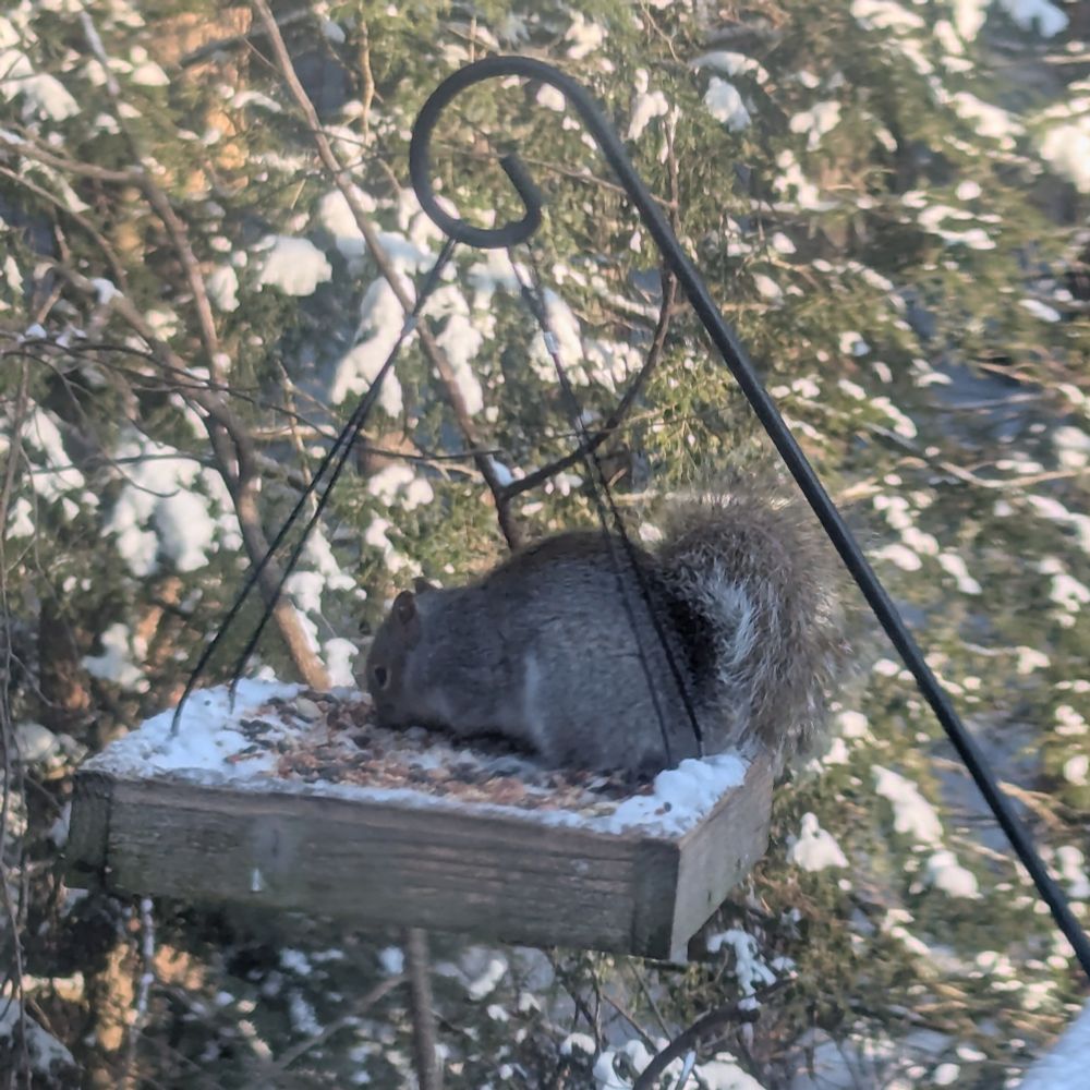 An eastern grey squirrel eating in a hanging platform feeder with snow on the edges. The evergreens in the background are also snow covered 