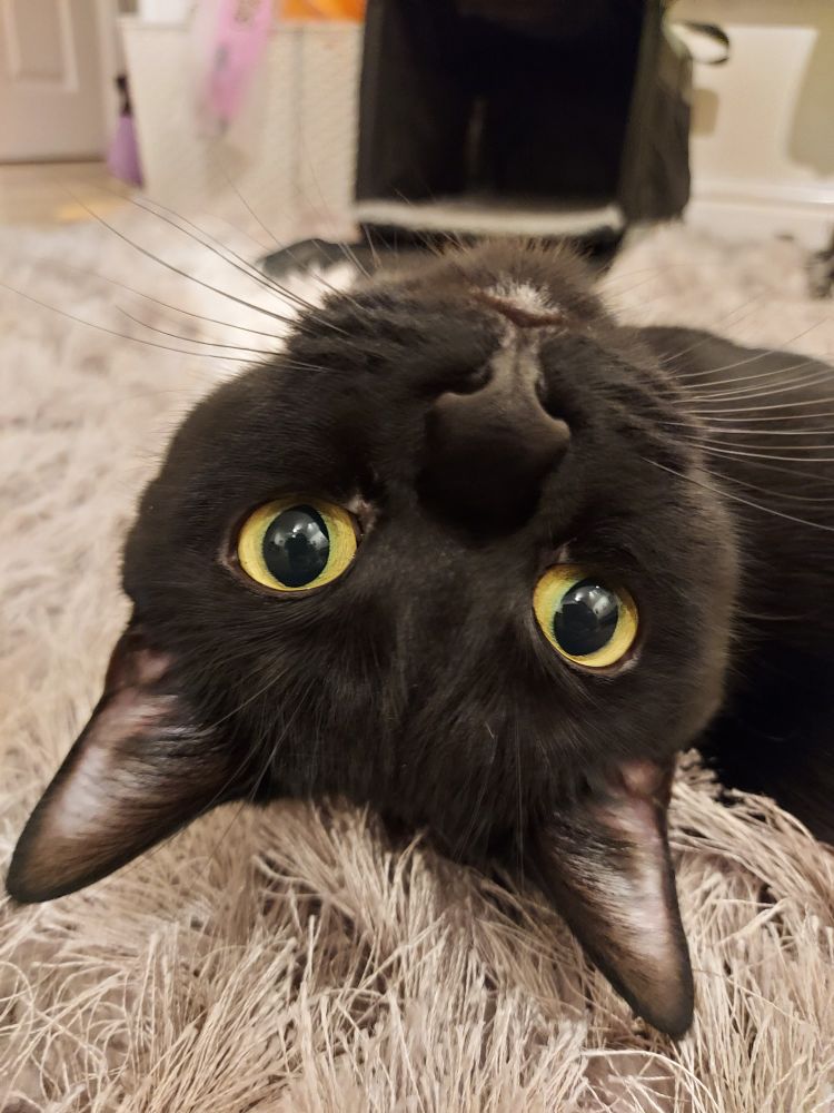 Beautiful Black cat posing for the camera