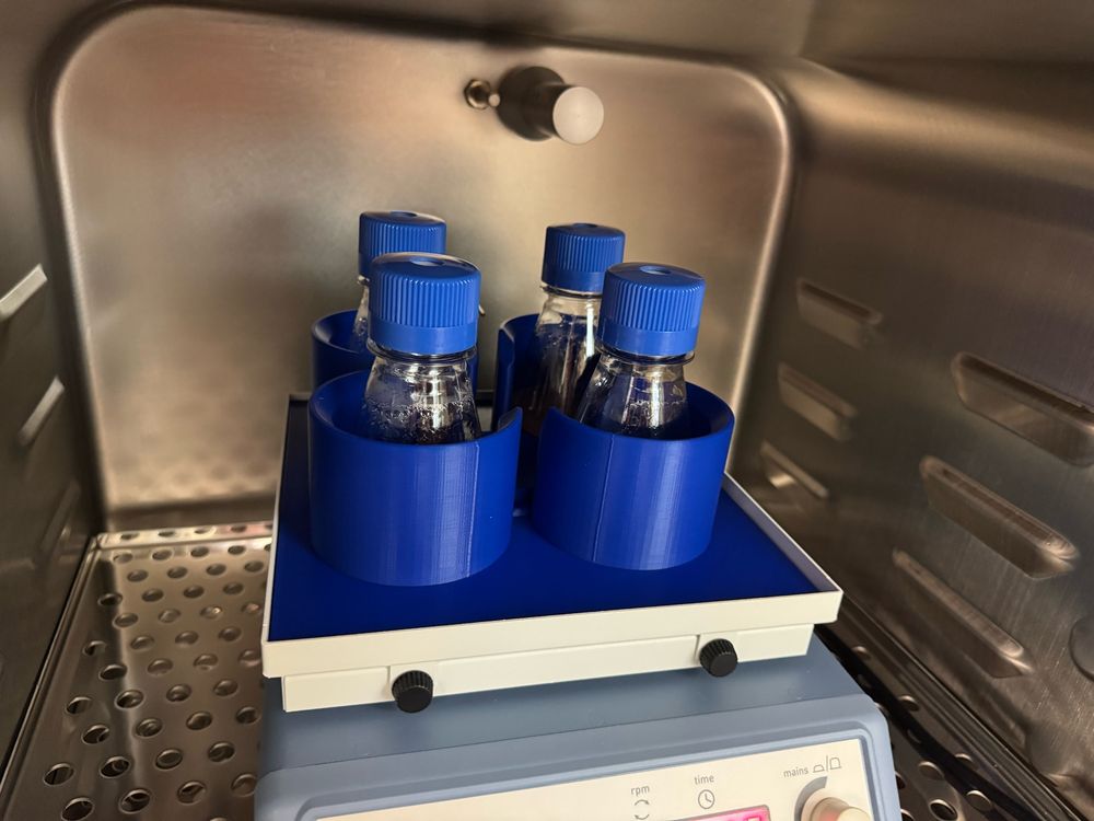 Erlenmeyer tissue culture flasks on a shaking platform in a tissue culture incubator. 