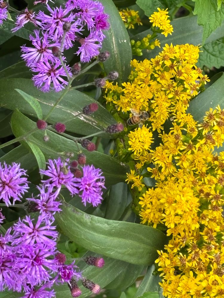 Zoom in of wild flowers. On left, purple pompom-like flowers, about 1 cm diameter. On right yellow goldenrod, which has smaller flowers. There is a bee in the middle of the golden rod 