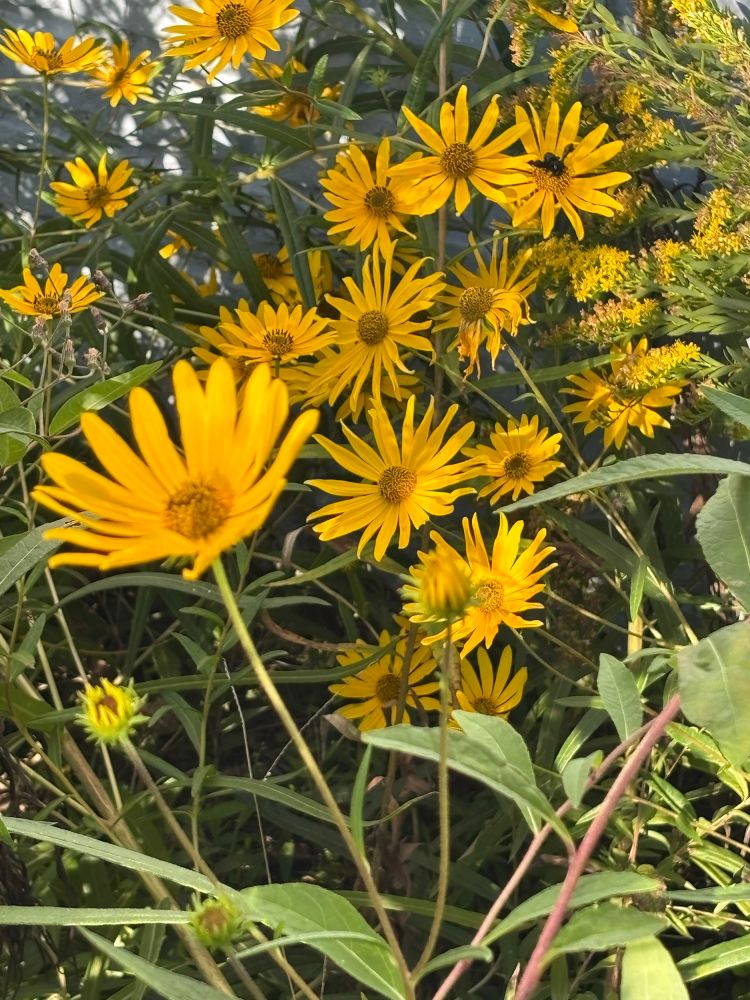 Close up photo of 9 or so swamp sunflowers with a bee in the center of one of the flowers 