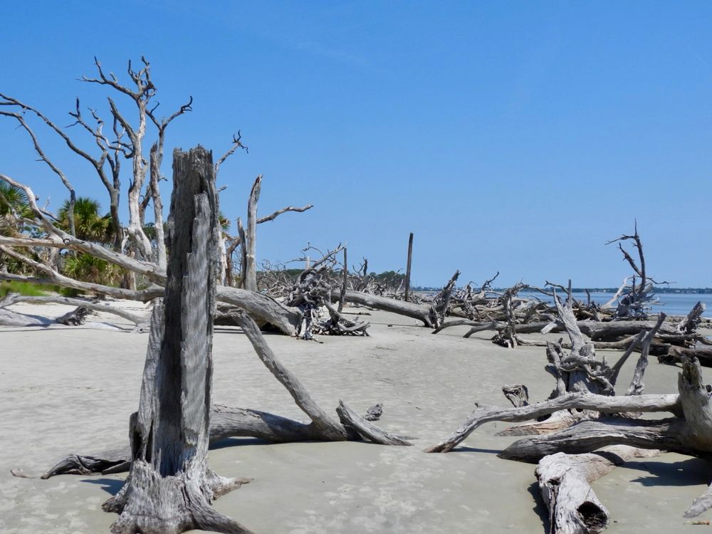 Driftwood beach view 