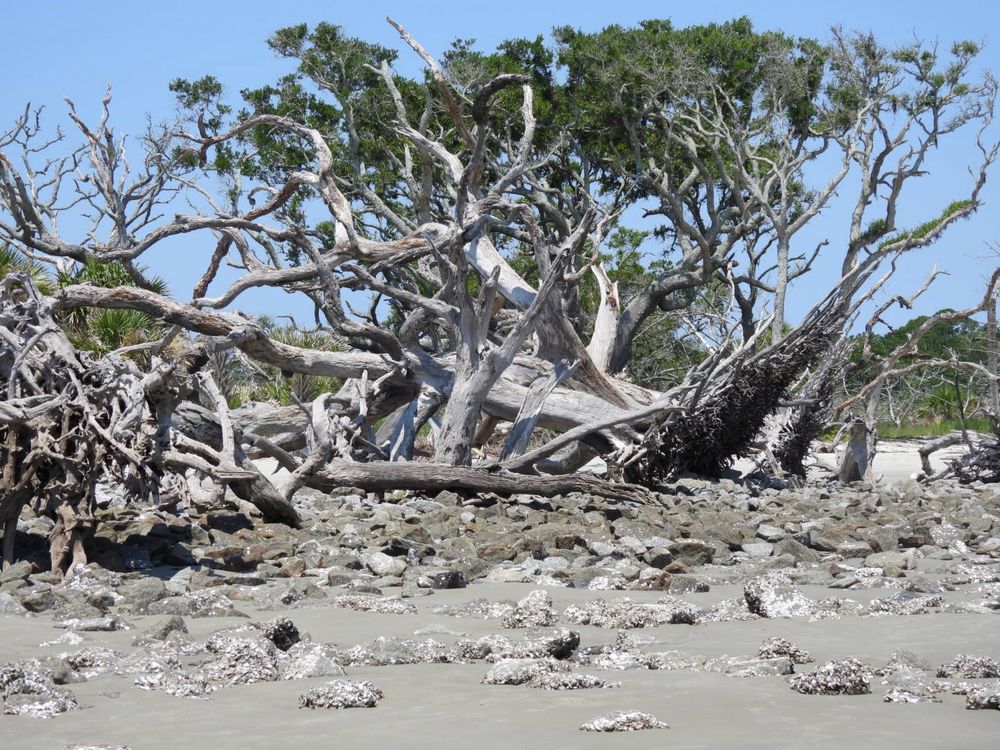 Driftwood beach 