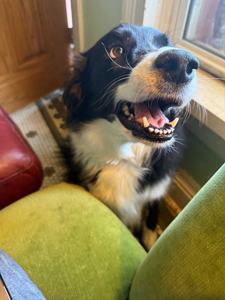 Border collie watching with border collie eyes and curling white whisker 