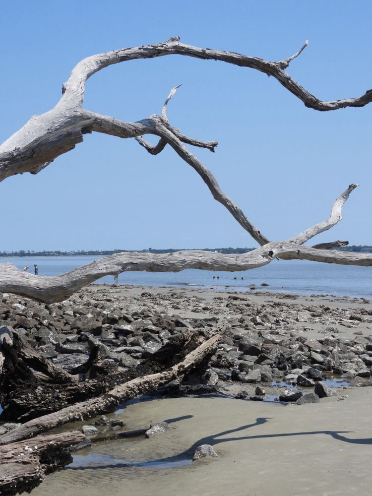 Driftwood beach 