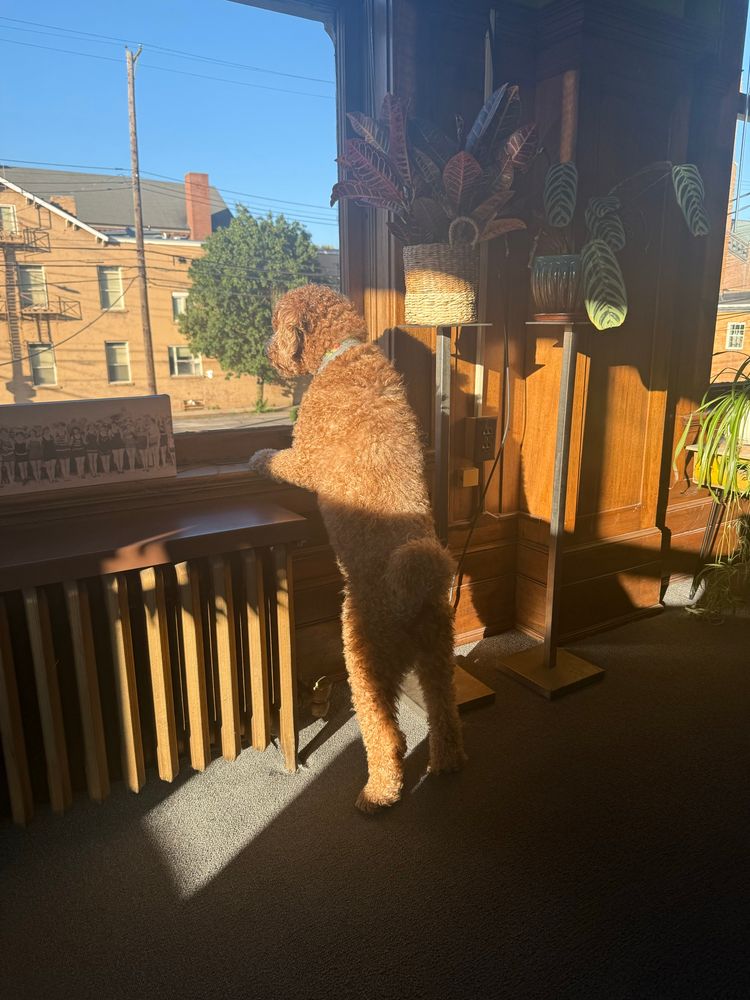 Woofie looks out onto the street 