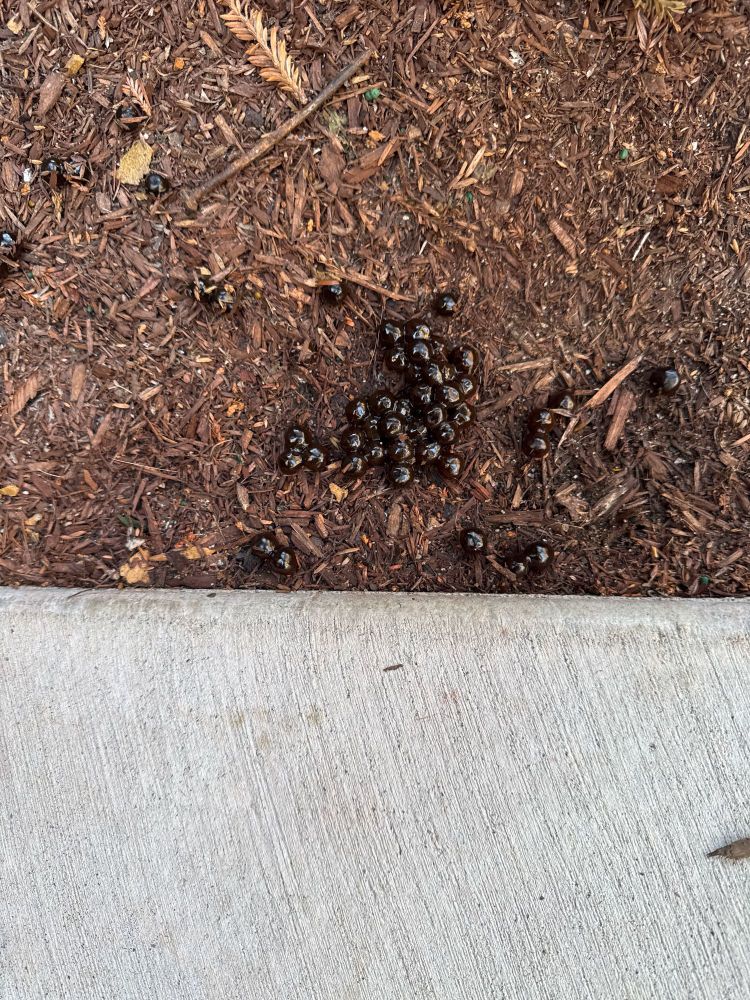 A pile tapioca pearls in the dirt.