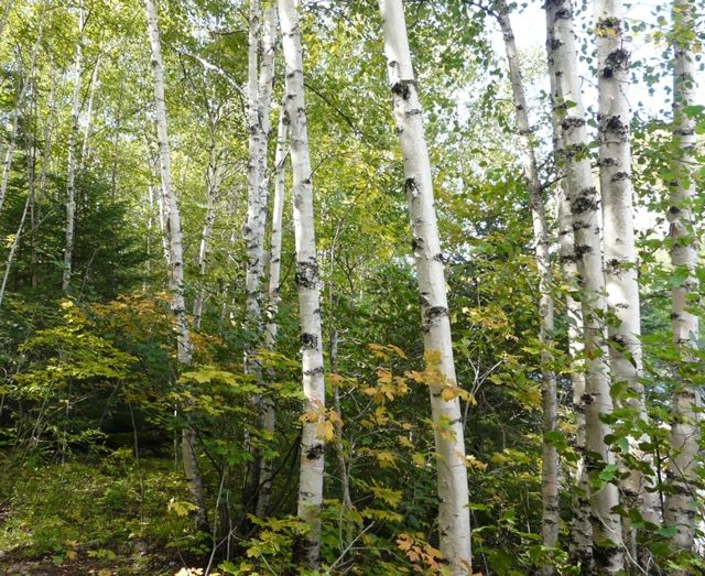a forest of skinny white birch trees