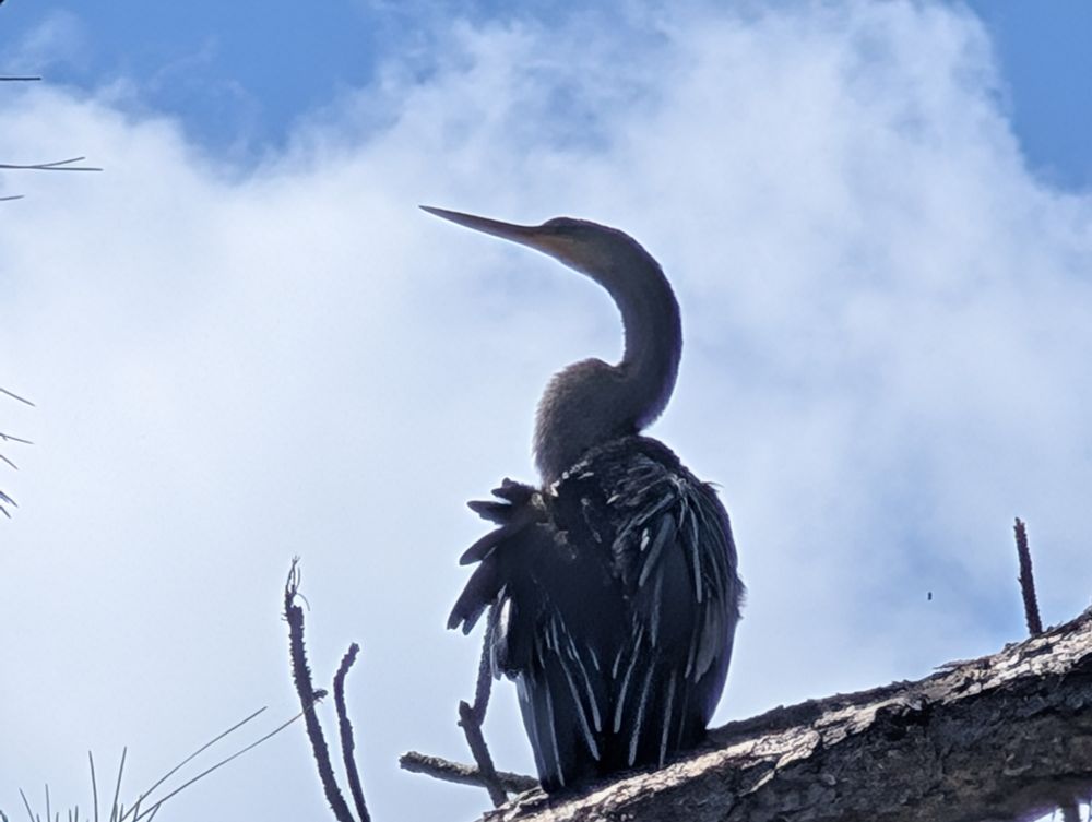 an anhinga perched in a pine tree, displaying its curved neck