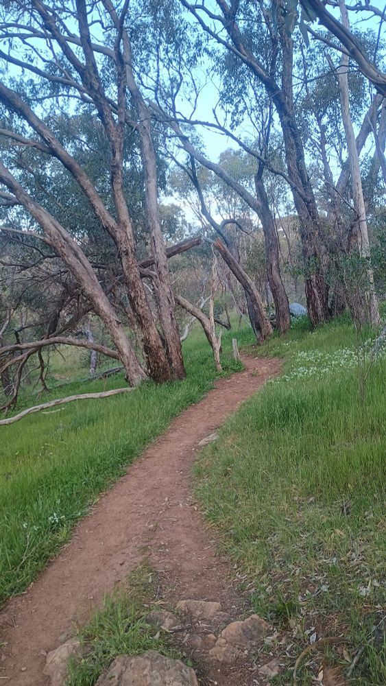 Image is of a dirt track curving through green grass, moving between sheoak and gum trees. A pale blue, clear sky is behind them.
