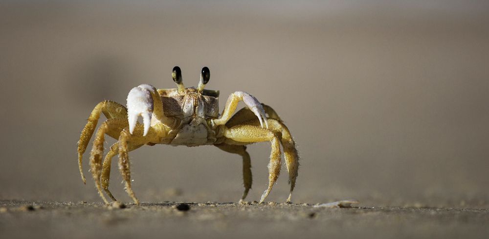 A crab scuttling across a beach.