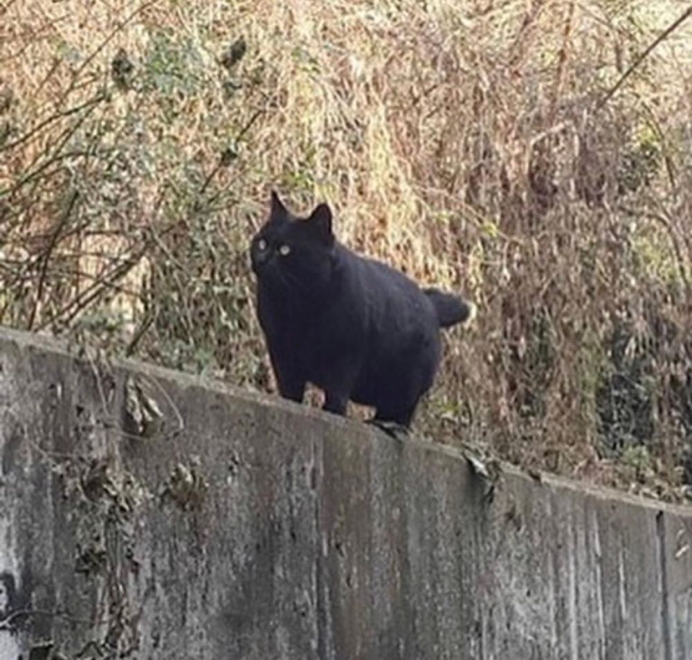 A picture of a fat black cat on a wall. It resembles a small black bear