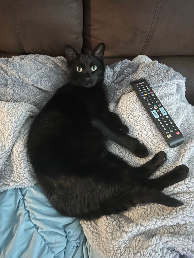 A picture of Cinnix's black cat Luna, who is lounging on fuzzy gray blanket upon a brown suede couch. A TV remote is sitting next to her, and she's looking into the camera expectantly with her big yellow eyes. 