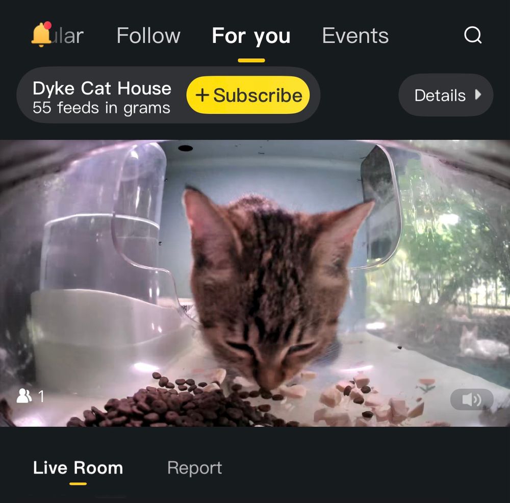 A picture of the For You suggestion page of a cat feeding station on the Purrrr app. It's called Dyke Cat House.