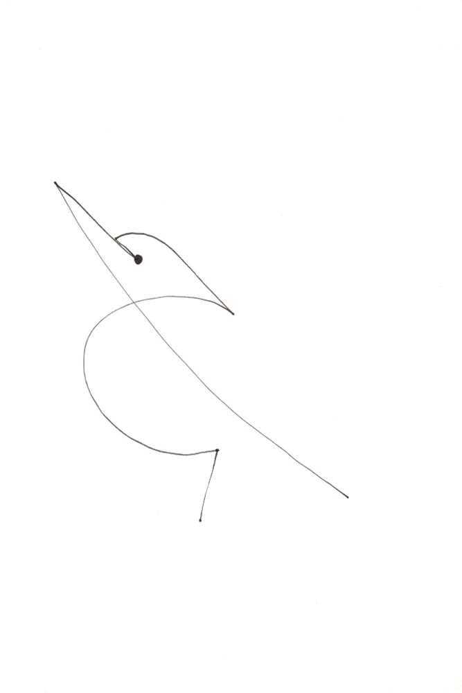 Line drawing of a Marquesan kingfisher