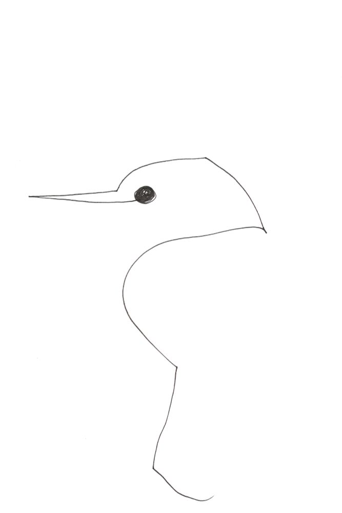 Line drawing of a Mangareva kingfisher