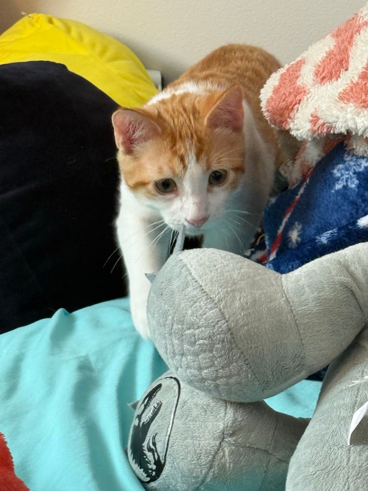 Rusty navigating the toys in my nephews room.