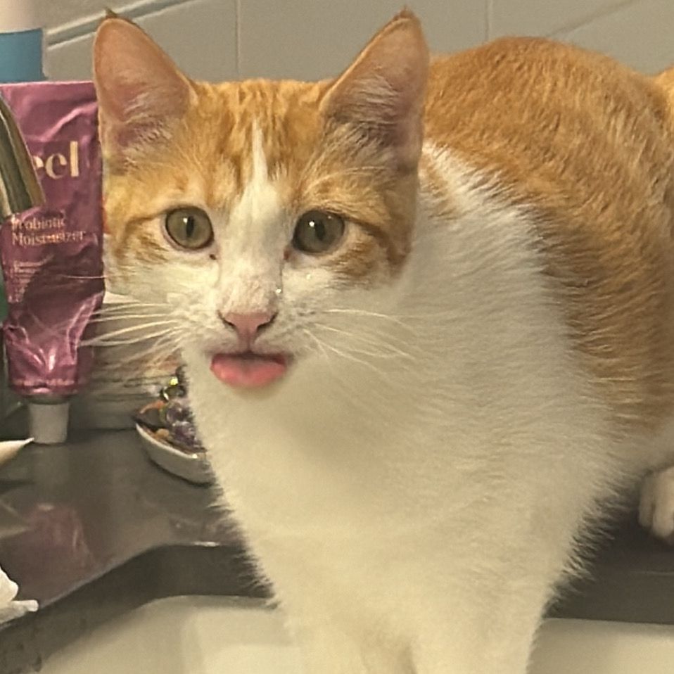 Orange and white tabby sticking his tongue out because he’s spoiled and has to drink out of the sink now. 