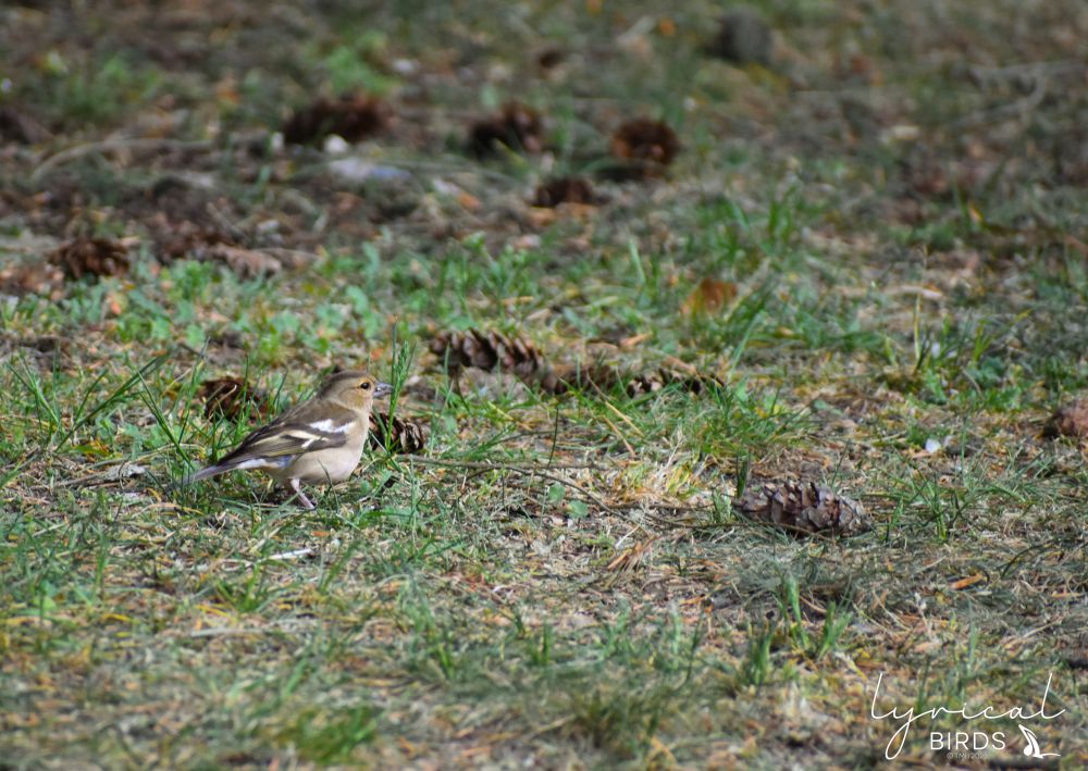 A Common Chaffinch walking in the grass among the pine cones. It is a medium brown on top with white and brown wings and has lighter underparts. The bird is slightly off center, facing the right-hand of the image, giving us a perfect profile view. 
At first, I thought this little critter was a pine cones until I took a better look! 