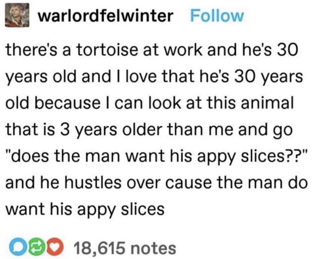 there's a tortoise at work and he's 30 years old and I love that he's 30 years old because I can look at this animal that is 3 years older than me and go "does the man want his appy slices??" and he hustles over cause the man do want his appy slices