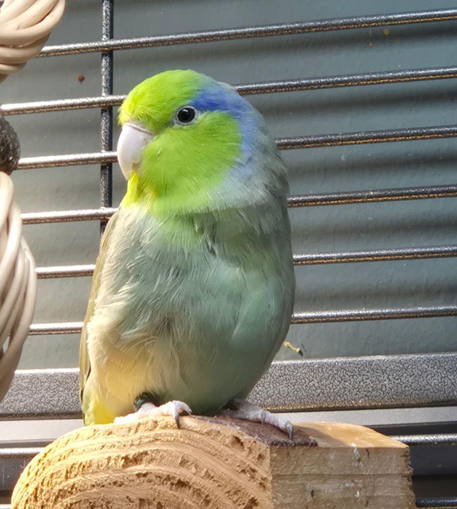ein kleiner grüner Papagei mit blauem Augenstreifen sitzt auf einem Sitzbrett aus Holz, im Hintergrund der Käfig, seitlich das Licht der Wärmelampe.