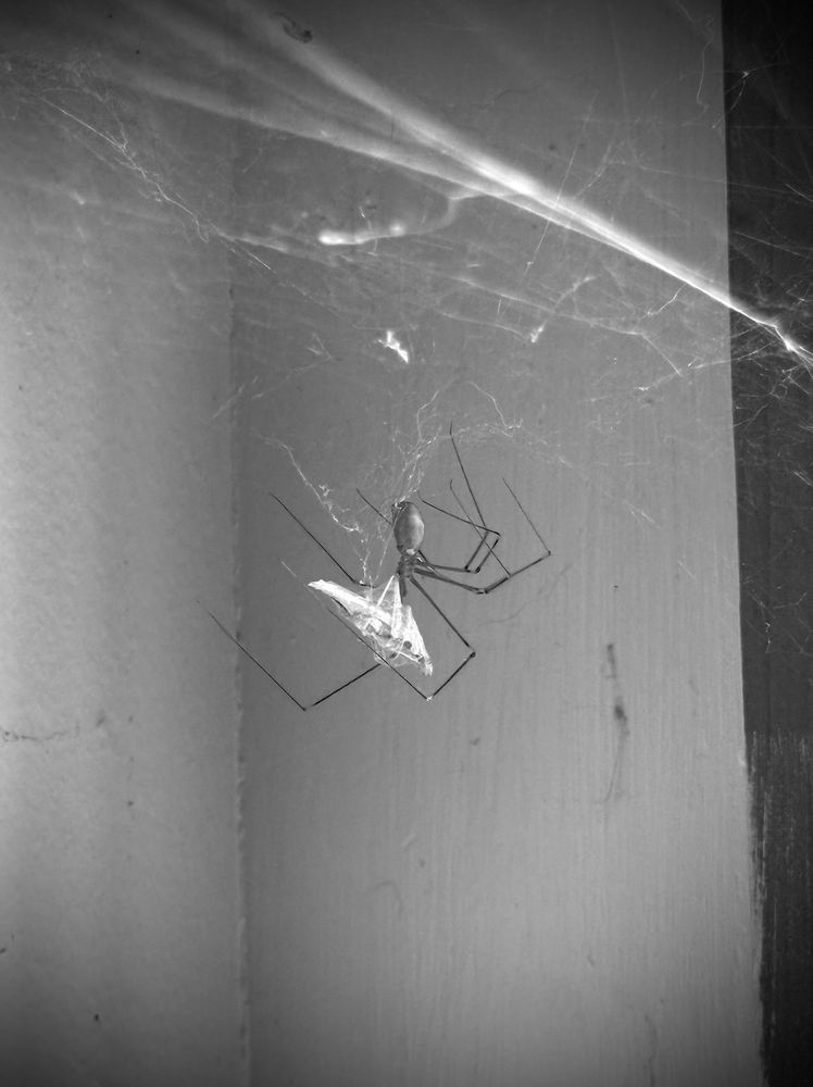 Spider eating an insect.