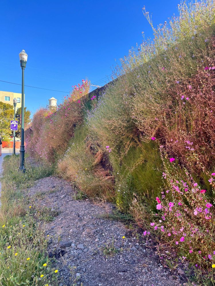 California native grasses and wildflowers, including pink and white clarkia blooms, growing on a living wall affixed to a chain link fence in Berkeley.