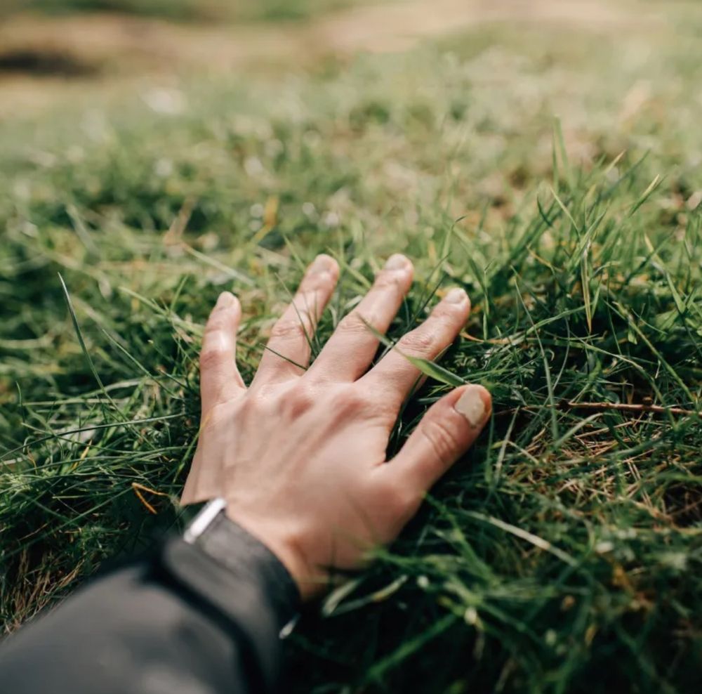 A hand, watch on wrist, touching grass.