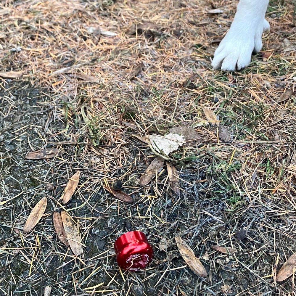 fremst i bildet, på bakken ligger en glinsende rød, rund metallknott, den er omringet av visne lerketre-nåler og noe vissent løv. bak, til høyre står en hvit lundehundlabb (resten av hunden er ute av bildet)