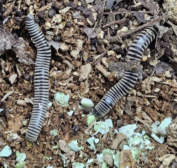 two adult Ivory Millipedes forage for freeze dried peas on flake soil. A male on the right and female on the left. they have the Ivory piano key style morphology, however in a departure from the normal appearance of mostly black on the top, the white portion goes all the way around as a stripe.