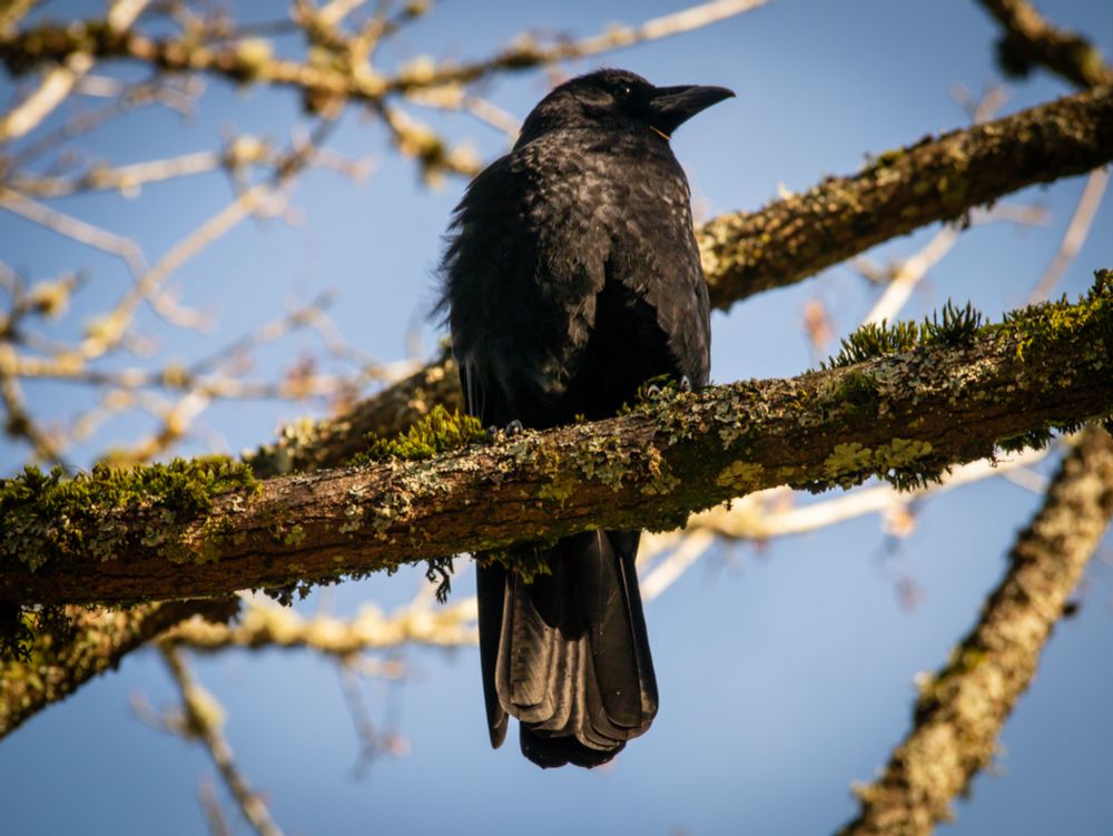 A large black American Crow sits perched on a lichen covered tree branch illuminated by the morning sun