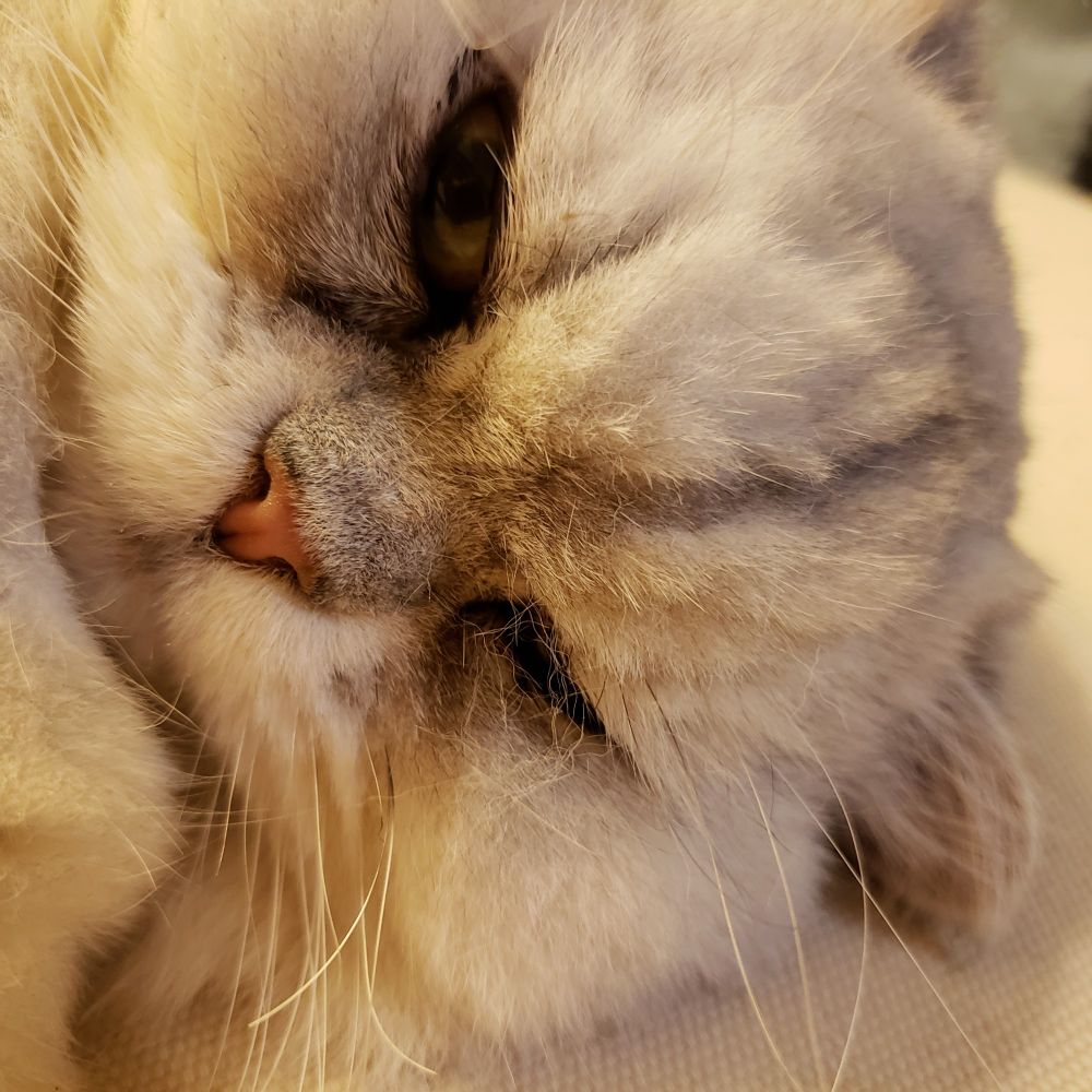 Close up of a fluffy white Persian cat's cute little smooshy face