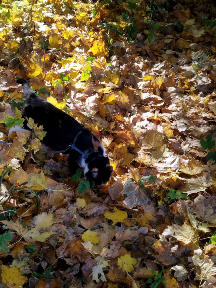 A calico cat is walking through fallen leaves with warm sunshine rays passing through the canopy in the back. She is sniffing something under the blanket of leaves.