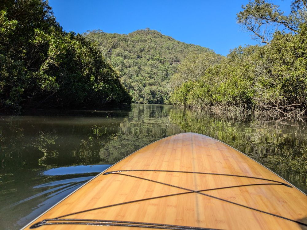 Paddleboard on still water in Berowra amongst trees with clear blue sky in background