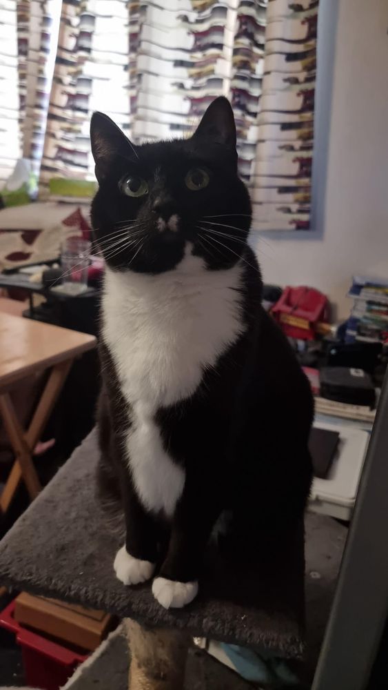 A tuxedo cat with tidy white paws and a little milk moustache sitting on her cat tree. She has been told there is bacon.