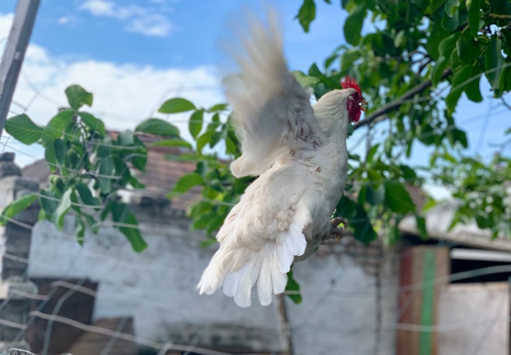 A chicken in flight above a fence