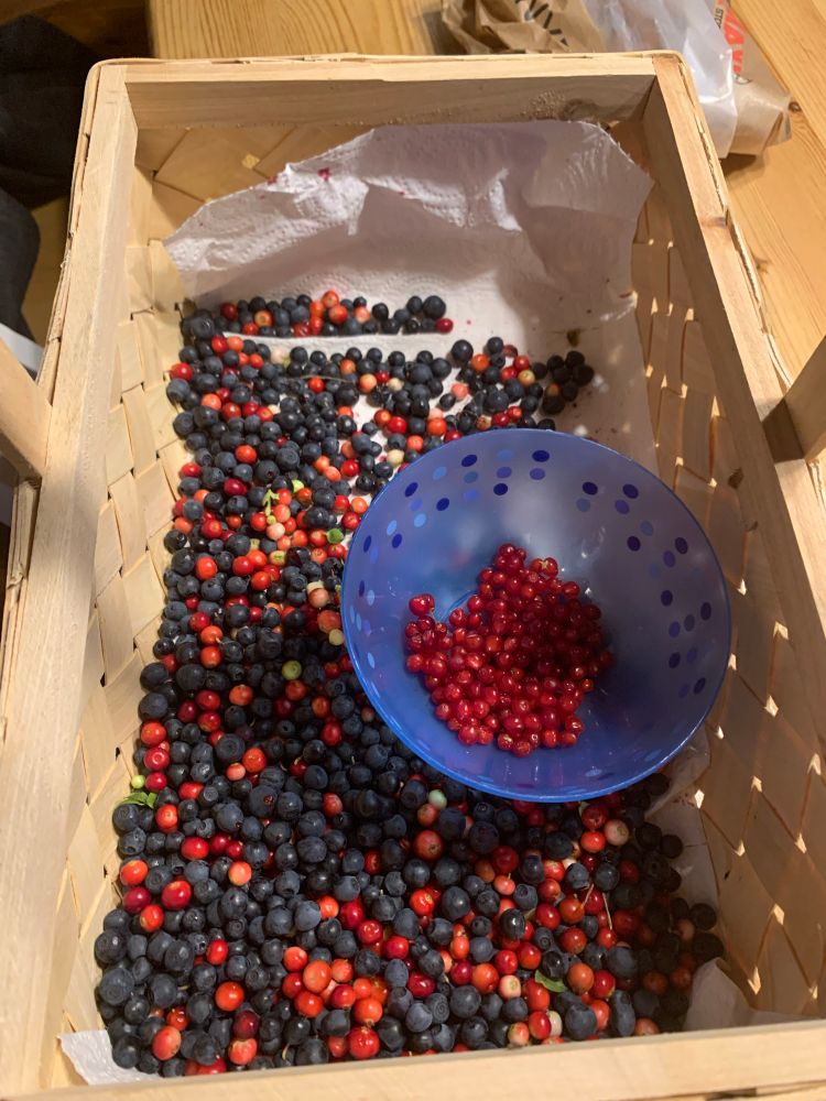 Lingonberries, blueberries, stone bramble