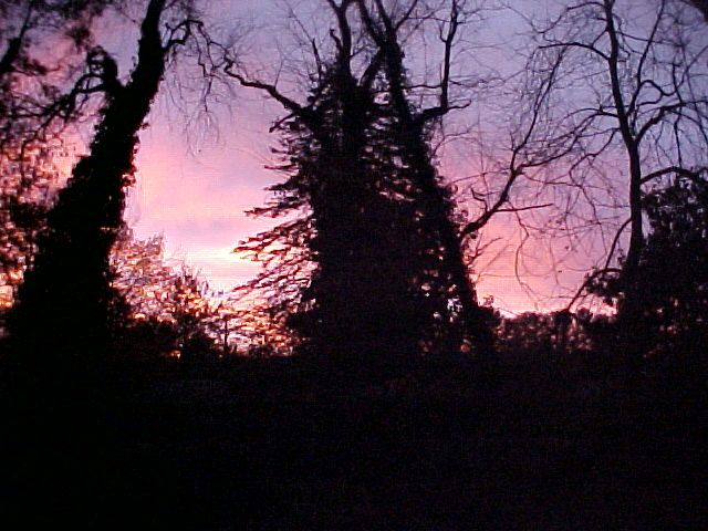 Low quality photo of an early morning sky obfuscated by nearly pitch black trees.