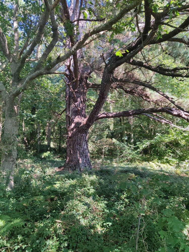 Du côté de kerarmel à Plouézoch 👀