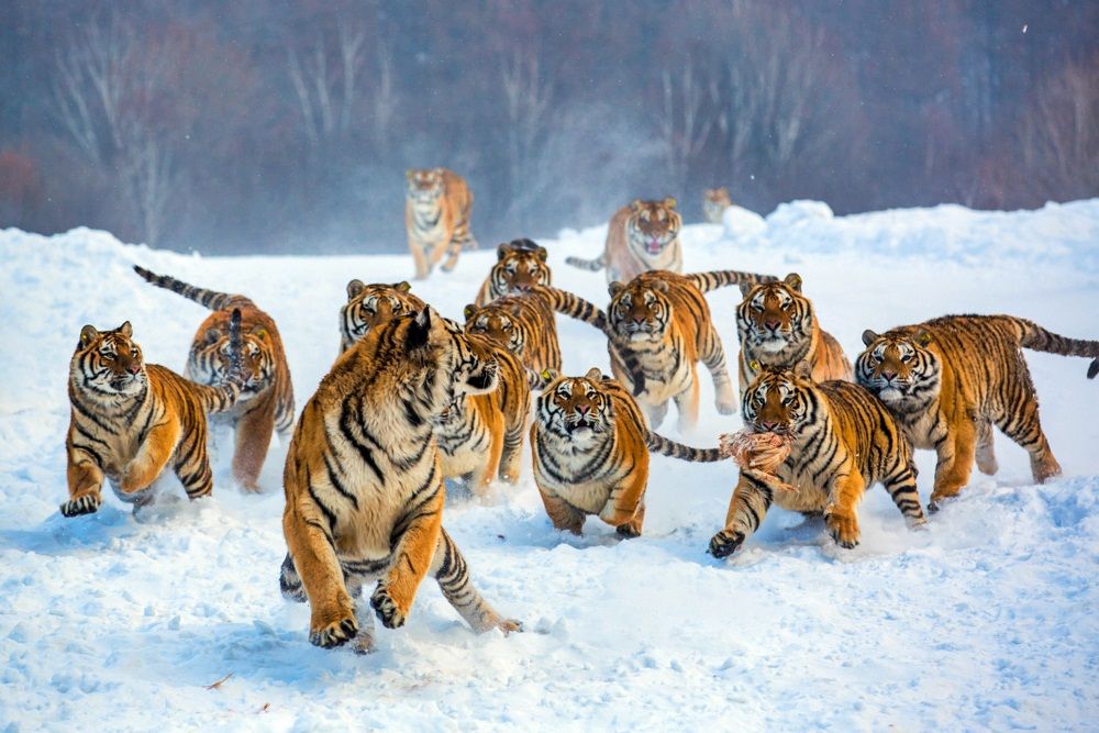 Image of tigs