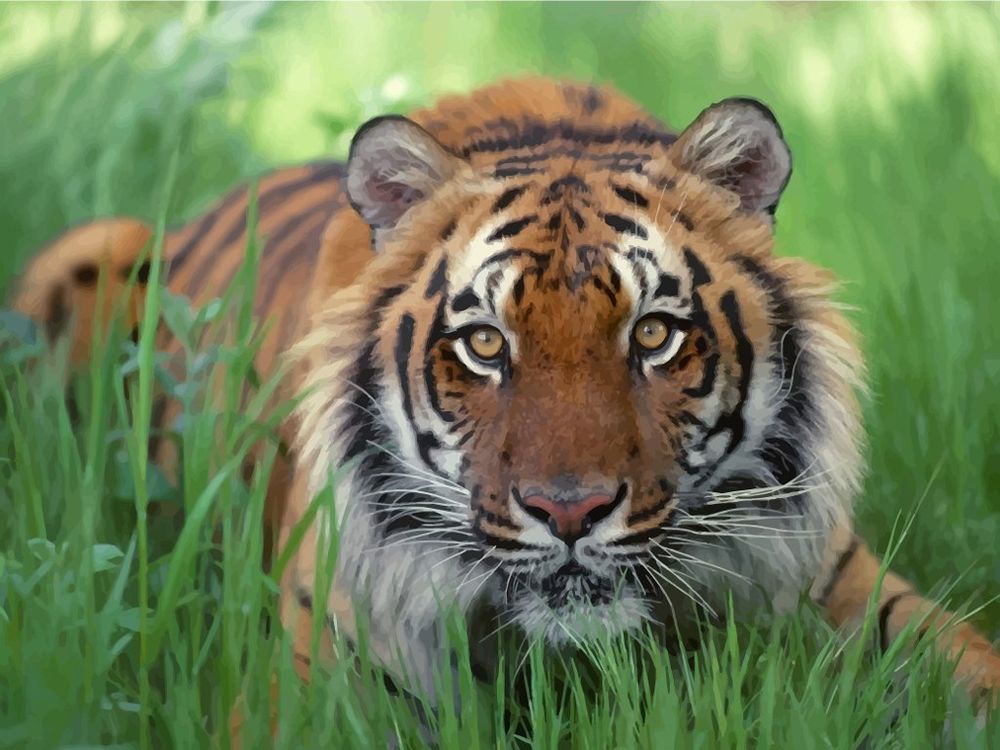 Image of tigs