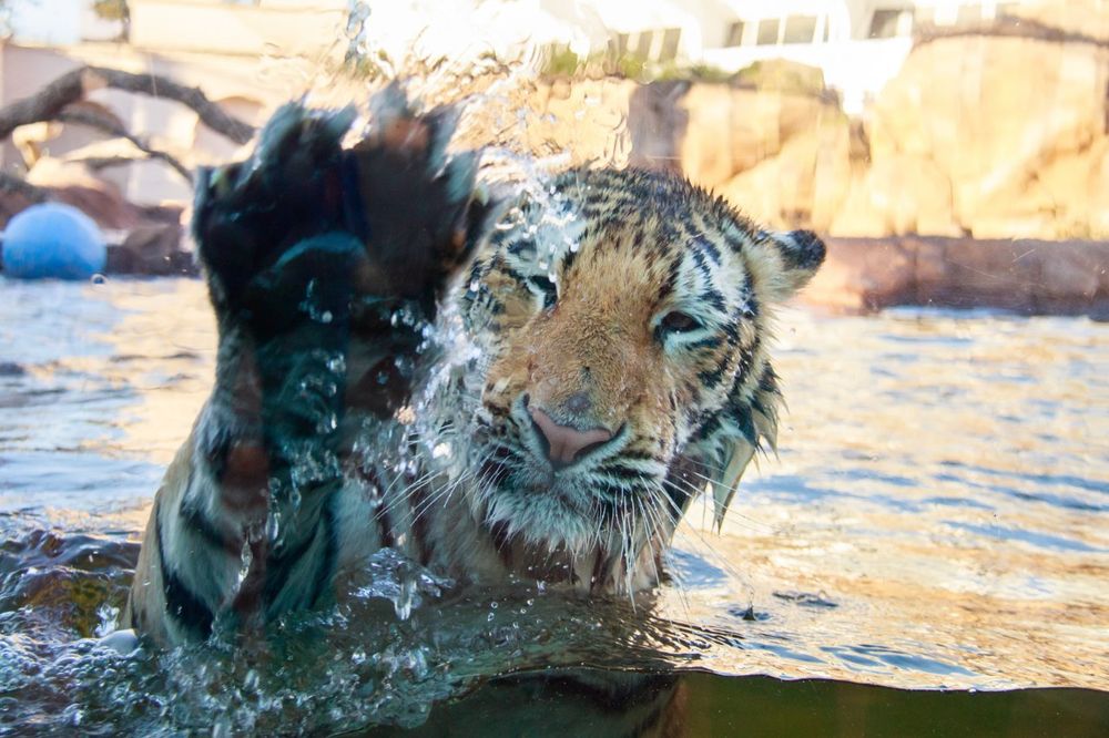 Image of tigs